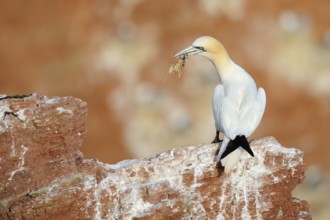 Northern Gannet (Morus bassanus), Schleswig-Holstein, Germany