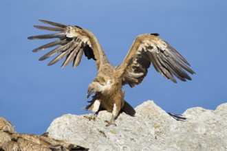 Griffon Vulture (Gyps fulvus), Mallorca, Spain