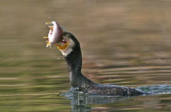 Great Cormorant (Phalacrocorax carbo) with Eurasian perch (Perca fluviatilis) prey in beak,