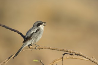 Southern Grey Shrike (Lanius meridionalis) calling from a branch, Lanzarote, Spain