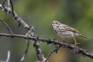 Olive-backed Pipit - Waldpieper - Anthus hodgsoni ssp. yunnanensis, Russia