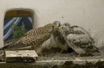 Common Kestrel (Falco tinnunculus) juvenile, Saxony, Germany