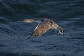 Sterntaucher (Gavia stellata) juvenile flying, North Sea, Germany