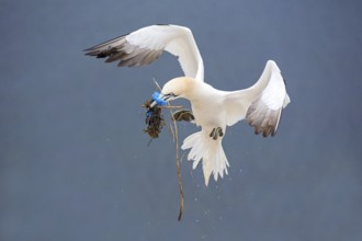 Northern Gannet (Morus bassanus) flying with nesting material, Schleswig-Holstein, Germany