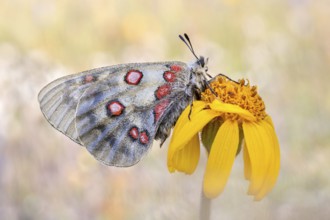 Ein dunkles Weibchen des Hochalpen-Apollo (Parnassius sacerdos) von der Flügelunterseite