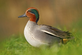Camnon Teal, Anas crecca, nice duck with rusty head, in green grass. Spring bird near the water.