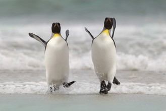 Wild bird in the water. Big King penguin jumps out of the blue water after swimming through the