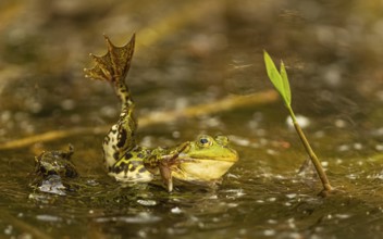 Teichfrosch (Pelophylax)