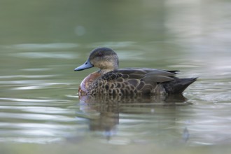 Chestnut Teal (Anas castanea) young male, Victoria, Australia