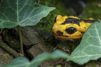 Fire Salamander (Salamandra salamandra bernardezi), endemic subspecies of a few points in north