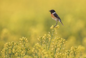 European Stonechat (Saxicola rubicola) male perched in a rape field, Poland