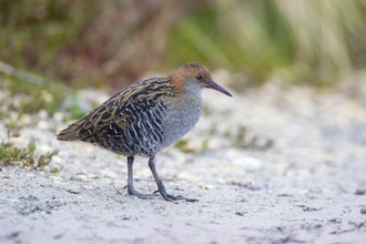 Lewin's Rail (Lewinia pectoralis) male, Victoria, Australia