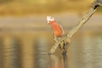 Galah (Eolophus roseicapilla) female at a waterhole, Victoria, Australia