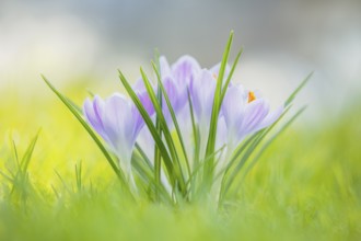 Krokus, Crocus Crocus, Crocus