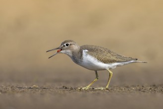 Common Sandpiper (Actitis hypoleucos) foraging, North Rhine-Westphalia, Germany
