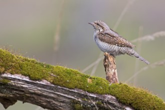 Eurasian Wryneck (Jynx torquilla), Saxony-Anhalt, Germany