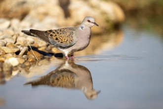 European Turtle Dove (Streptopelia turtur) at a waterhole, Castile-La Mancha, Spain