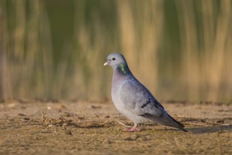 Stock Dove (Columba oenas) male, North Rhine-Westphalia, Germany