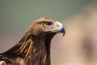 Golden Eagle (Aquila chrysaetos), Madrid, Spain