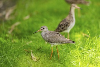 Ruff (Calidris pugnax) female standing on a meadow, captive, Zoo Augsburg, Germany