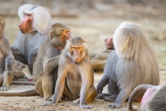 Hamadryas baboon (Papio hamadryas) group sitting, captive, Zoo Augsburg, Germany