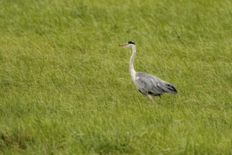 Grey heron (Ardea cinerea), Vulkaneifel, Rhineland-Palatinate, Germany