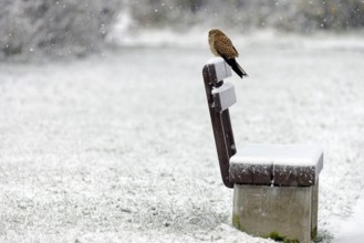 Kestrel (Falco tinnunculus), female using a park bench as a lookout during heavy snowfall, North