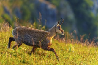 A chamois moves through the meadow in sunny weather, in the background hills, chamois, chamois,