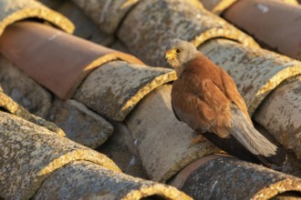 Lesser Kestrel (Falco naumanni) male on a roof, Castile-La Mancha, Spain