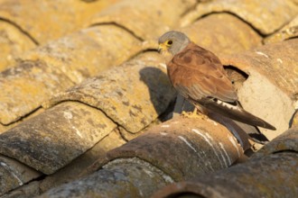 Lesser Kestrel (Falco naumanni) male on a roof, Castile-La Mancha, Spain