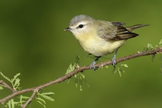 Philadelphia Vireo (Vireo philadelphicus), Texas, USA