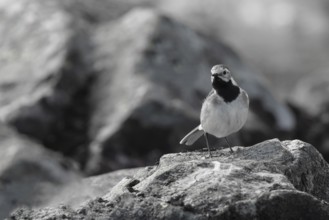 White Wagtail (Motacilla alba), Dalarna, Sweden