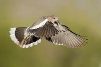 White-winged Dove (Zenaida asiatica), Arizona, USA