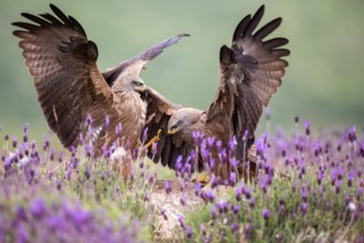 Black Kite (Milvus migrans) fighting, Madrid, Spain