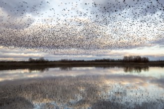 Spotless Starling (Sturnus unicolor) flock in flight, Castile-La Mancha, Spain