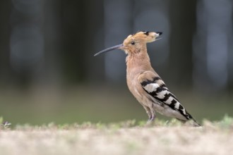 Eurasian Hoopoe (Upupa epops) on ground, Hungary