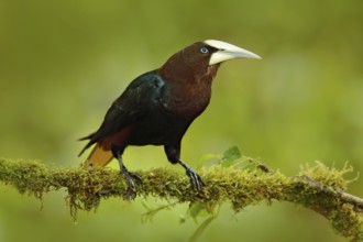 Chesnut-headed Oropendola, Psarocolius wagleri, portrait of exotic bird from Costa Rica, brown with