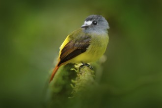 Myiotriccus ornatus, Ornate flycatcher, yellow grey bird from Sumaco in Ecuador. Flycatcher sitting