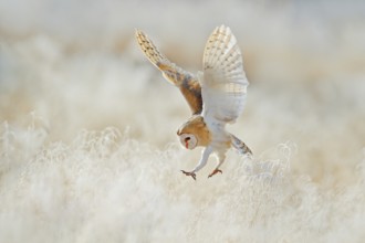 Owl fly with open wings. Barn Owl, Tyto alba, flying above rime white grass in the morning.