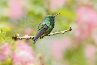 Green hummingbird Blue-chinned Sapphire, Chlorostilbon notatus, sitting on the branch with blurred