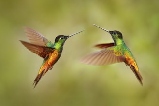 Bird fight. Hummingbird Golden-bellied Starfrontlet, Coeligena bonapartei, with long golden tail,