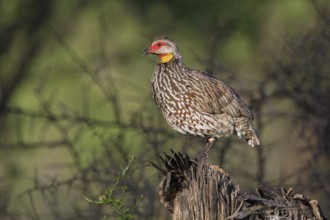 Yellow-necked Spurfowl (Pternistis leucoscepus) perched on the ground, Tarangire, Tanzania
