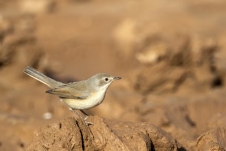 Common Whitethroat (Sylvia communis) female, Rgabi, Morocco