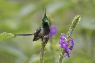 Wire-crested Thorntail (Discosura popelairii), Manu National Park, Peru