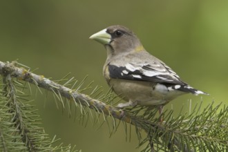 Evening Grosbeak (Hesperiphona vespertina) female, British Columbia, Canada