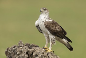 Bonelli's Eagle (Aquila fasciata), Extremadura, Spain