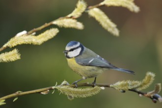 Eurasian Blue Tit (Cyanistes caeruleus), Lower Saxony, Germany