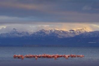 Hilean flamingos, Phoenicopterus chilensis, nice pink big birds with long necks, dancing in water,