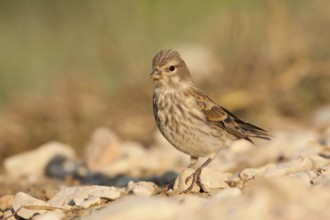 Common Linnet (Linaria cannabina) female, Croatia