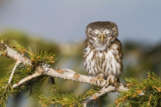 Eurasian Pygmy Owl (Glaucidium passerinum), Vorarlberg, Austria